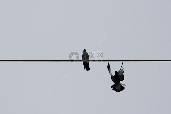两只鸽子平衡运动翅膀金属季节飞行动物动物群黑色鸟类图片