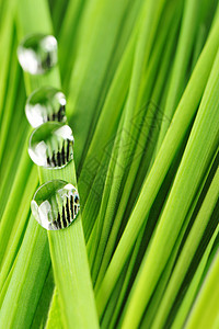 草地上滴水生长生活水滴草本植物叶子植物环境雨滴宏观液体图片