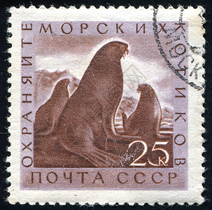 邮票海豹胡须海洋哺乳动物野生动物历史性邮件荒野明信片狮子图片