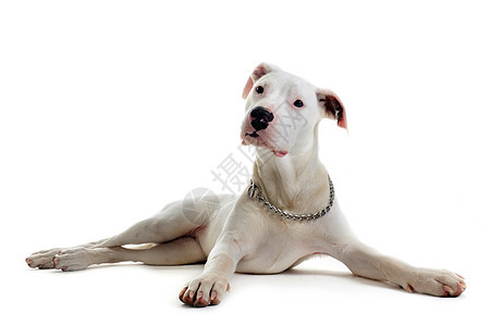 小狗多果阿根廷工作室白色动物宠物犬类图片