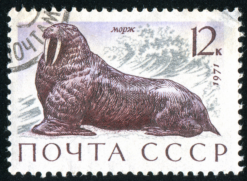 邮票邮件历史性海豹邮戳海洋胡须食肉荒野动物群动物图片