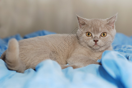 屋内灰色猫眼睛小吃灰烬短发蓝色宠物头发图片