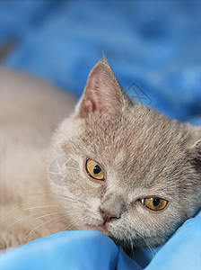 屋内灰色猫蓝色灰烬头发宠物眼睛小吃短发背景图片