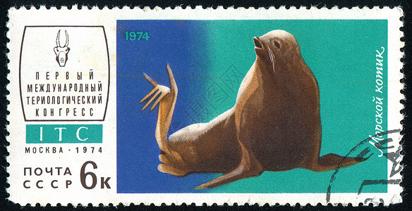 邮票毛皮信封动物群捕食者明信片食肉哺乳动物集邮狮子荒野图片
