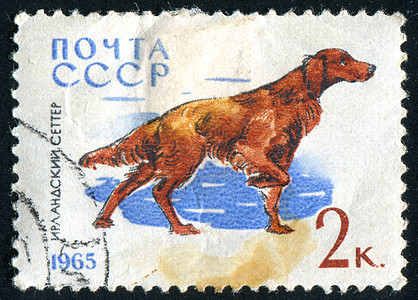 邮票历史性动物犬类毛皮哺乳动物明信片邮件集邮宠物二传手图片