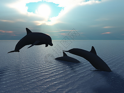 海豚和太阳光图片