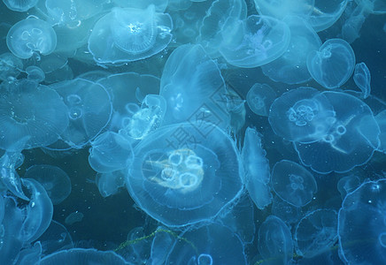 水母鱼野生动物热带深海团体水族馆海洋海蜇触手潜水蓝色图片