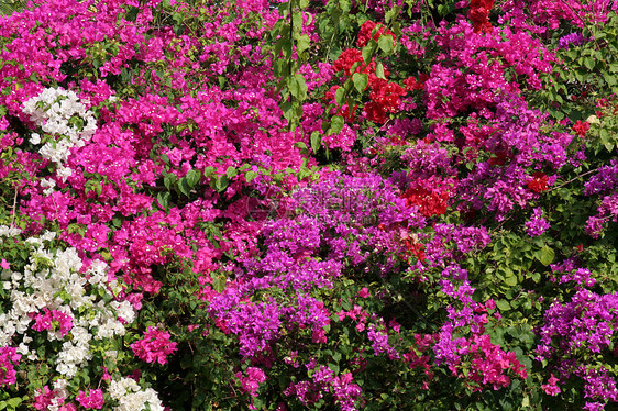 热带山花墙图片