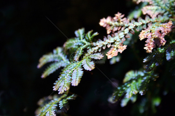 颜色休假的颜色橙子礼物花瓶房间树叶花瓣季节植物群玻璃蓝色图片