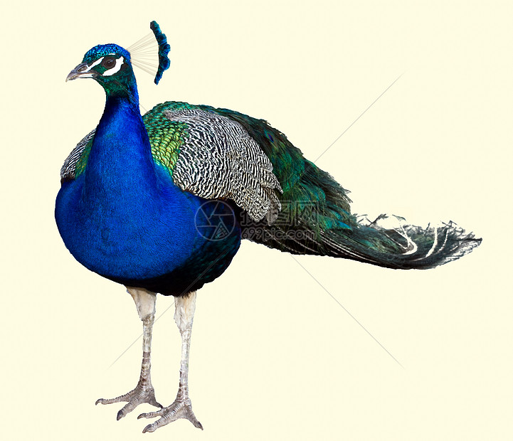 孔雀热带绿色野生动物脖子尾巴白色鸡冠花优雅主题雄性图片