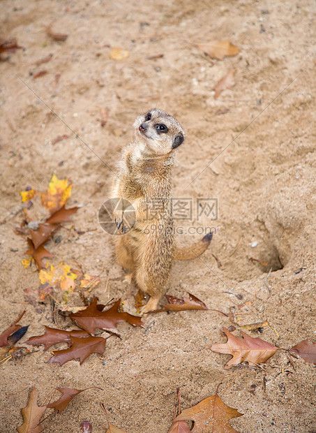 苏里卡塔Suricata动物野生动物生物沙漠哺乳动物图片