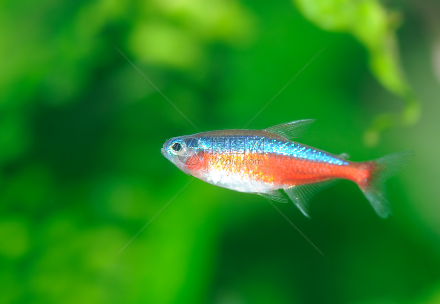 热带热带鱼类荒野岩石水族馆气候游泳风景珊瑚野生动物潜水动物图片