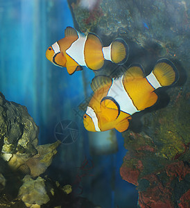 外来鱼类活动野生动物假期动物热带岩石异国潜水蓝色海浪图片