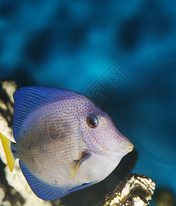 外来鱼类游泳海洋假期潜水异国生活航海浮潜野生动物岩石图片