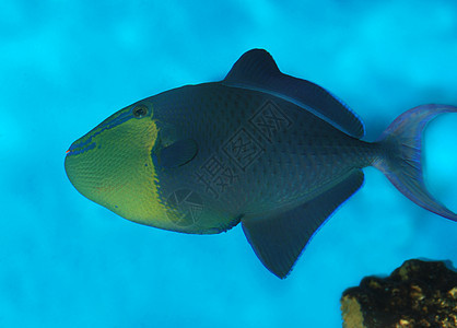 外来鱼类游泳气候岩石珊瑚航海旅行异国动物热带野生动物图片