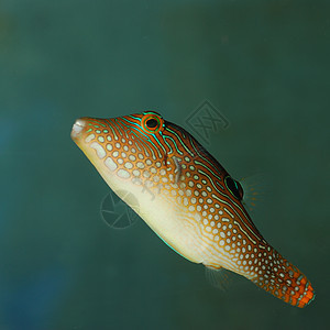 外来鱼类旅行盐水航海热带浮潜外星人游泳假期生活野生动物图片
