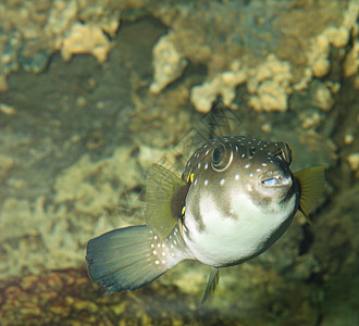 外来鱼类潜水活动假期热带海浪盐水生活野生动物气候珊瑚图片