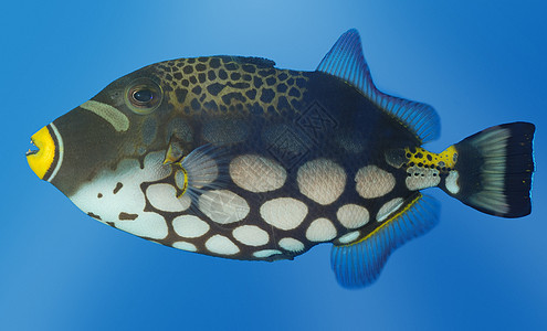 外来鱼类热带活动珊瑚航海海洋旅行蓝色假期潜水气候图片
