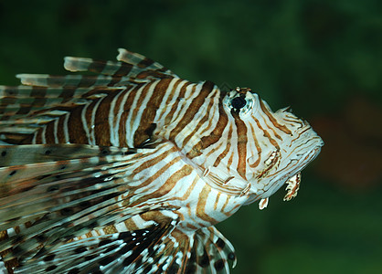 外来鱼类情调潜水岩石热带盐水水族馆气候异国游泳动物图片