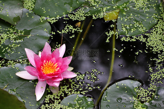 粉红水百合花瓣沼泽浮萍水平粉色水面荷花睡莲池塘花朵图片