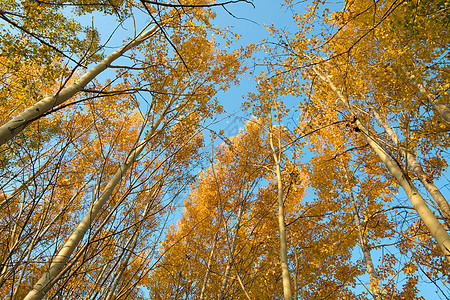 秋季场景树叶树木旅行国家生活荒野远足橙子农村背景图片