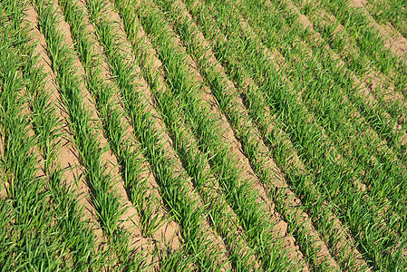 外地生活小路农场食物环境草地施肥国家地面谷物图片