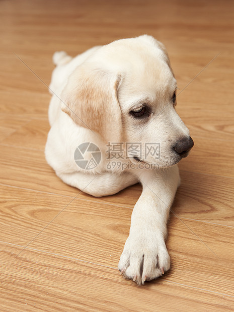 拉布拉多犬褐色爪子动物木头说谎犬类休息朋友地面宠物图片