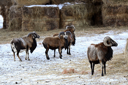 冬天的西山羊图片