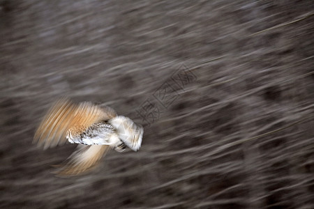 正在飞行的猫头鹰照片野生动物场景乡村动物群动物捕食者图片