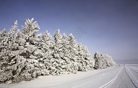 沿一条乡村公路上树上的冰霜小路照片分支机构旅行树木水平天气风景场景图片