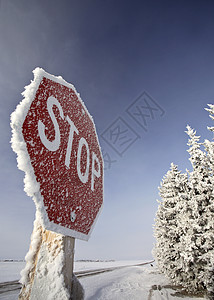 停止标志和树上的冰霜图片