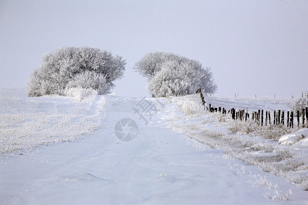 邻近国家公路的树上霜冻图片