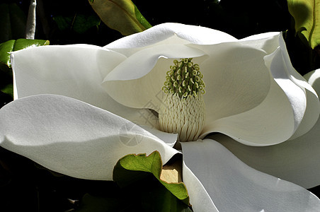 Magnolia 环球背景图片