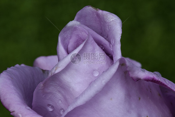 湿紫玫瑰植物学花瓣玫瑰植物紫色生活花园花束水滴水分图片