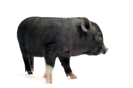 猪头农场家畜工作室鼻子小猪哺乳动物水平背景图片