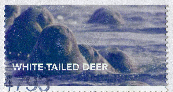 邮票食肉动物群明信片集邮捕食者邮资荒野海洋信封狮子图片