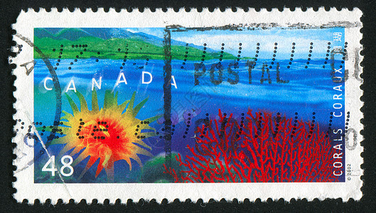 邮票盐水邮资异国海洋热带海豹邮戳信封野生动物集邮图片