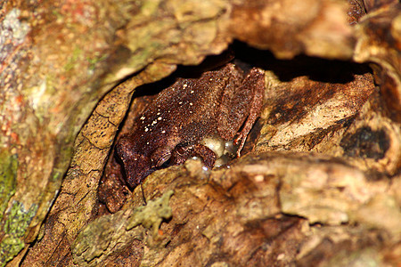 波多黎各的 Coqui Frog图片