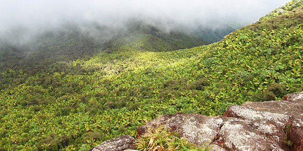 El Yunque雨林波多黎各森林环境生态旅游热带里科敬畏薄雾高度植被顶峰图片