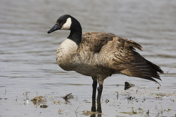 加拿大鹅池塘湖泊家畜动物农场反思水平人像鸟类图片