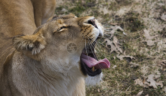 狮子豹环境母狮异国狮子猫科动物野生动物女性动物毛皮眼睛图片