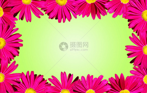 Pink 花菊边框绿色图片