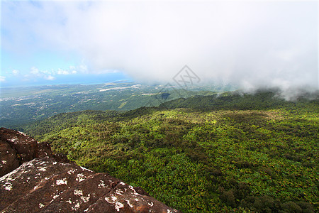 波多黎各雨林植被环境荒野高度国家热带森林里科栖息地天堂图片