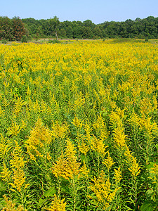 黄金田场景植物环境杂草树木被子草原森林荒野场地植被图片