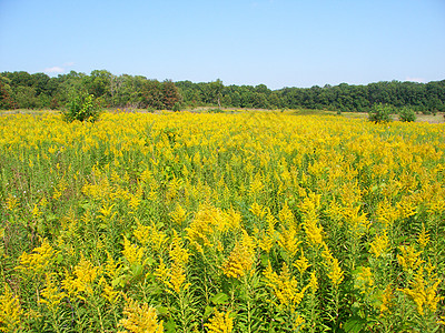 黄金田场景森林被子场地树木野花植物旅行环境植被荒野图片