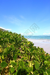 圣卢西亚海滩假期热带天堂海岸线海滨图片