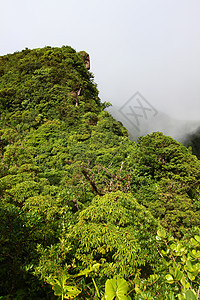 圣基茨雨林杂草海拔火山天堂爬坡陨石背风休眠热带旅行图片