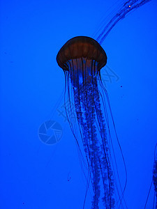 水母鱼生物海蜇野生动物海洋图片