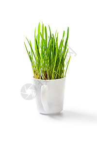咖啡杯中的青绿新草环境小麦绿色宠物园艺白色杯子食物植物盆栽图片