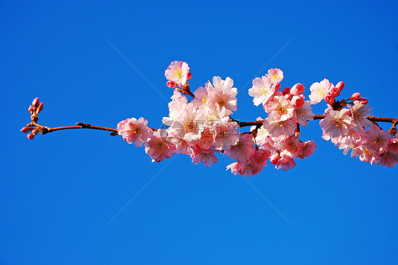 樱花花粉色蓝色花朵天空花瓣植物群图片